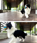 Velmora Interactive Squeaky Ball™
